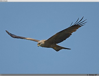 Animali 067